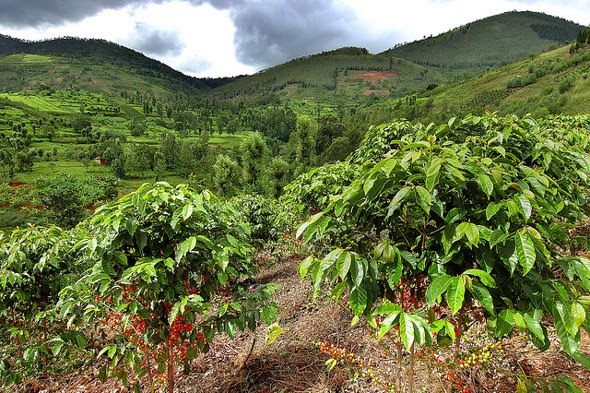 African coffee farm