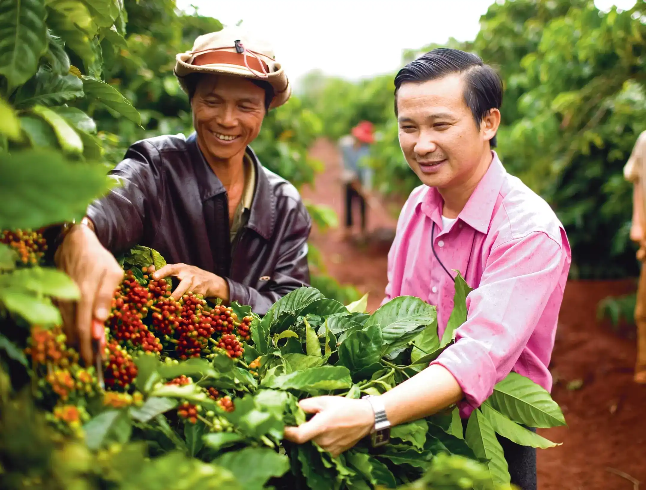 Asian coffee farm