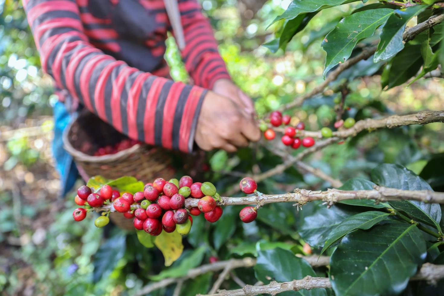 Central American coffee farm