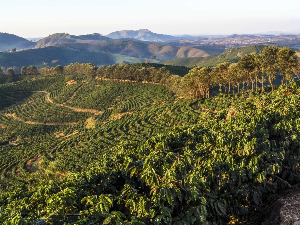 South American coffee farm